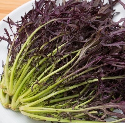 Violetā mizuna